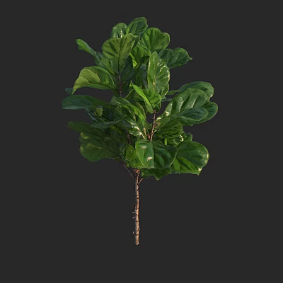 Green Leafy Plant With Large Fresh Natural Foliage For Indoor Decor 3d model