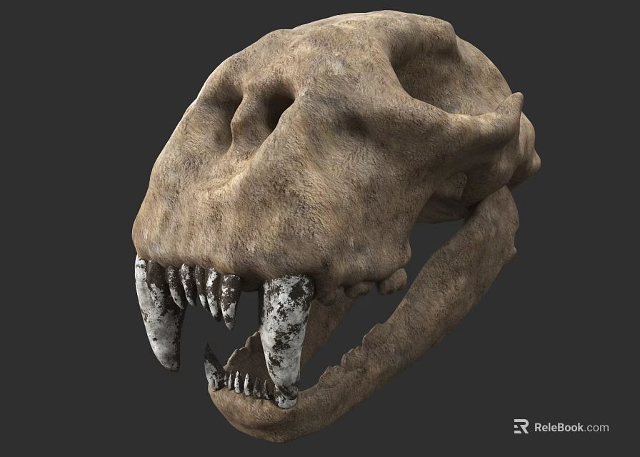 Fossilized Animal Skull With Large Sharp Teeth And Rough Texture 3d model 