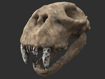 Fossilized Animal Skull With Large Sharp Teeth And Rough Texture 3d model