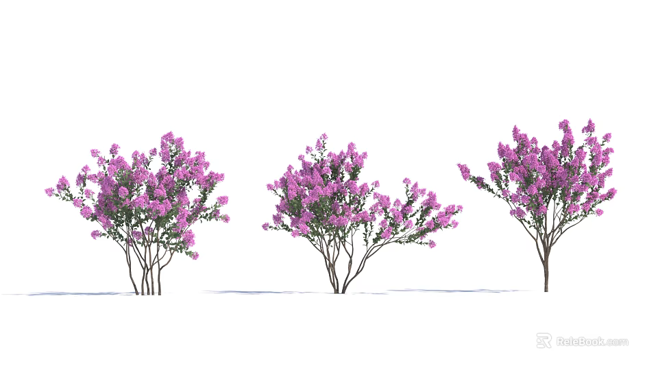 Three Shrubs With Dense Purple Flowers And Slender Branches Against White Background 3d model 