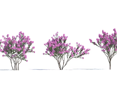 Three Shrubs With Dense Purple Flowers And Slender Branches Against White Background 3d model