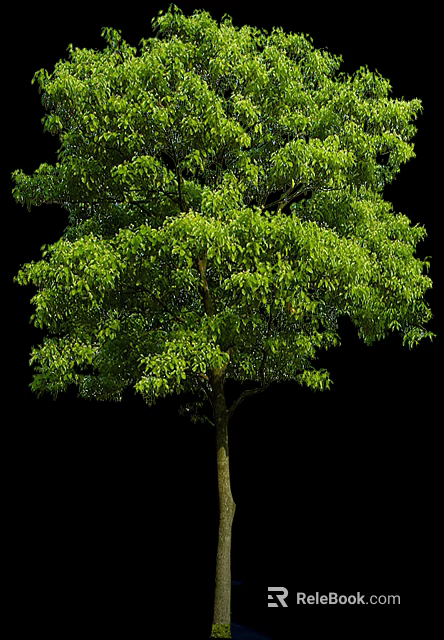 Lush Green Arbor Tree Featuring Dense Foliage And Strong Trunk 3d model 