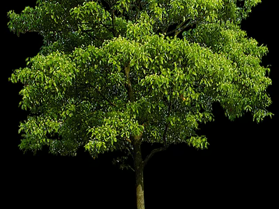 Lush Green Arbor Tree Featuring Dense Foliage And Strong Trunk 3d model