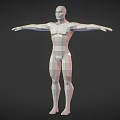 Low Poly 3D Human Figure Model Showcasing Biological Structure With Arms Outstretched And Anatomical Features 3d model