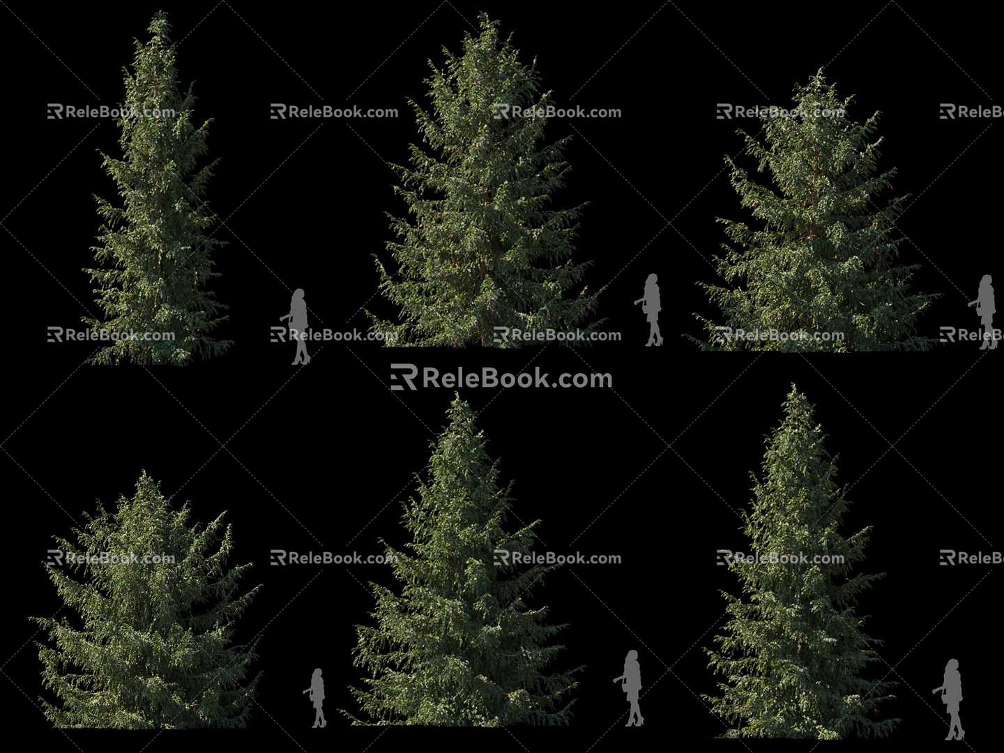 Serbia Spruce Cunningtree Pine Conifer Pointed Tree Landscape Tree 3d model