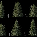 Serbia Spruce Cunningtree Pine Conifer Pointed Tree Landscape Tree 3d model