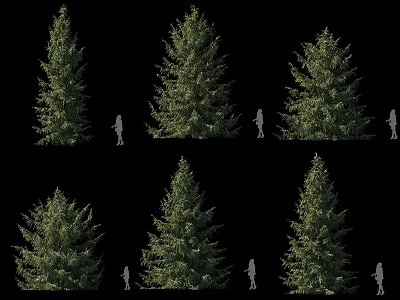 Tall Arbor Trees With Human Silhouettes For Scale Reference Isolated On Black Background 3d model