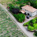 Scenic Rural Landscape With Vineyard Fields Farmhouse Green Trees And Country Path
