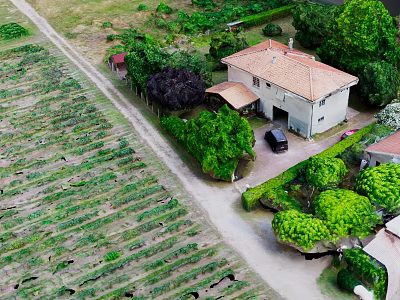 Scenic Rural Landscape With Vineyard Fields Farmhouse Green Trees And Country Path 3d model