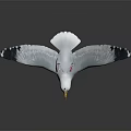 Seagull Spread Wings Holding Food In Beak Standing On Black Surface Against Gradient Gray Background