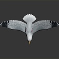 Modern seagull tooth color seagull carrier pigeon food pigeon 3d model