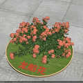 Ixora Flowers In Circular Flower Bed With Green Grass And Orange Blooms On Stone Pavement