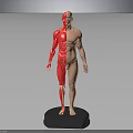 3D Human Body Model Displaying Muscular Organs And Hairless Skin Structure