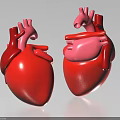 Human Chest Organ Heart Anatomical Structure Detailed Model With Arteries And Chambers