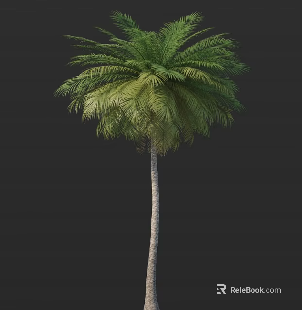 Tall Palm Tree With Slender Trunk And Green Fronds Isolated On Dark Background 3d model 