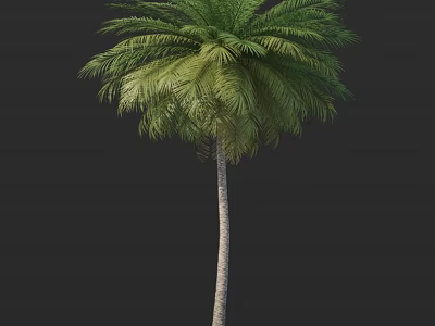Tall Palm Tree With Slender Trunk And Green Fronds Isolated On Dark Background 3d model