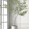 Indoor Bonsai Plants In White Patterned Pots By Bright Window With White Wall 3d model