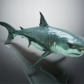Realistic Grayish Green Shark Model With Sharp Teeth Fins On Smooth Surface And Reflection 3d model