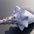 Natural Conch Shell as Decorative Ornament for Fish Tank Aquarium