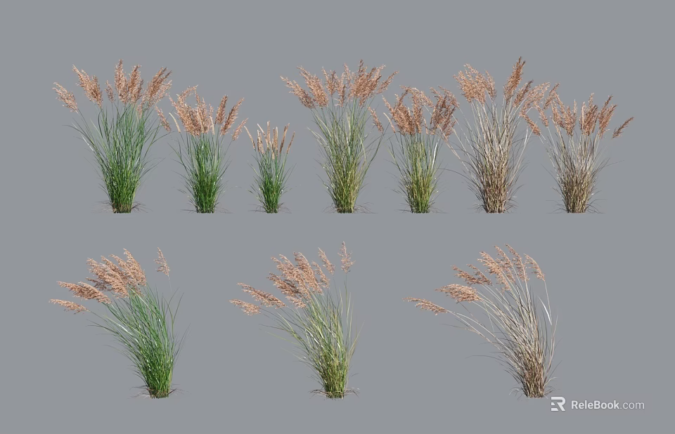Diverse Ornamental Grasses With Green And Brown Leaves And Slender Spike Inflorescences 3d model 