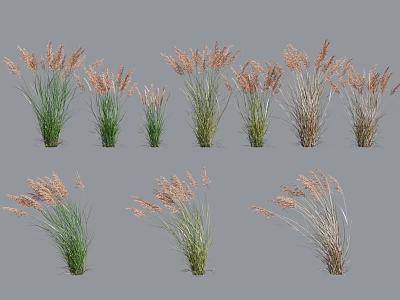 Diverse Ornamental Grasses With Green And Brown Leaves And Slender Spike Inflorescences 3d model