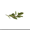 Plant Branch with Glossy Oval Shaped Green Leaves and Small Pink Fruits Against Black Background