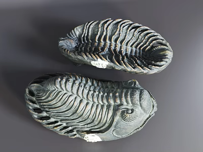 Two Ancient Reptile Fossils With Intricate Textured Carapaces On Gray Background 3d model