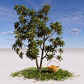 Arbor Tree With Fresh Fruits And Wicker Basket On Green Grass Under Blue Sky