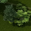 Healthy Lush Trees Thriving On Green Lawn In Landscaped Outdoor Garden Area