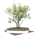 Tree Pit Design For Urban Landscapes With Green Tree And Stone Base Paving