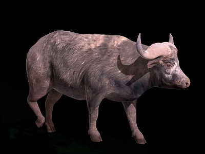 Gray Water Buffalo With Large Curved Horns Thick Fur Standing Full Body View 3d model