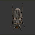 Stag Beetle With Black Exoskeleton Large Mandibles Orange Mouthparts On Dark Background Close Up View