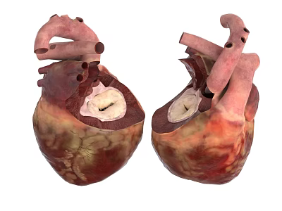 Chest Organs Human Heart Anatomical Model Showing Internal Structure Details 3D View 3d model
