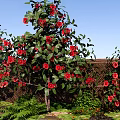 Vibrant Shrub With Red Flowers And Green Leaves In Garden Landscape