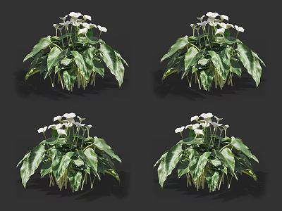Lush Green Leafy Plants With White Flowers In Four Views 3d model