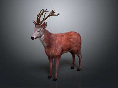 Detailed Red Deer With Large Antlers Standing Isolated On Gray Background 3d model