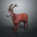 Detailed Red Deer With Large Antlers Standing Isolated On Gray Background