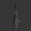 Realistic Whale Shark Model With White Spots On Sleek Body And Reflective Surface