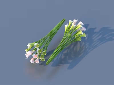 Calla Lilies Bouquets with White Pink Blooms Green Stems on Gray Background and Soft Shadows 3d model