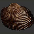 Organ And Hair Related Structure With Brown Shell Striped Surface