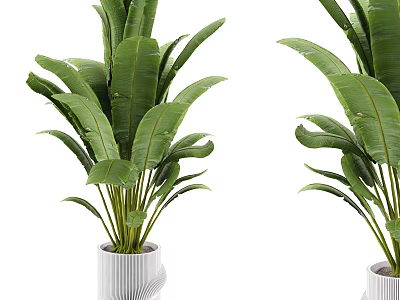 Large Green Leaf Plants in White Decorative Vases for Modern Indoor Decoration 3d model