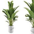 Large Green Leaf Plants in White Decorative Vases for Modern Indoor Decoration
