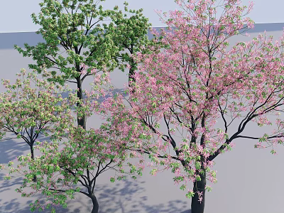 Arbor Trees With Pink Blossoms And Green Leaves In Outdoor Landscape 3d model
