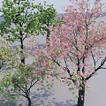 Arbor Trees With Pink Blossoms And Green Leaves In Outdoor Landscape