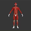 Anatomical Full Body Human Muscle 3D Model Displaying Limb Muscular Structure