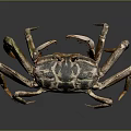 Spotted Crab With Long Antennae And Brown Green Legs On Dark Background