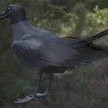 Flying Animal Black Seagull Standing On Grass Field With Dark Feathers