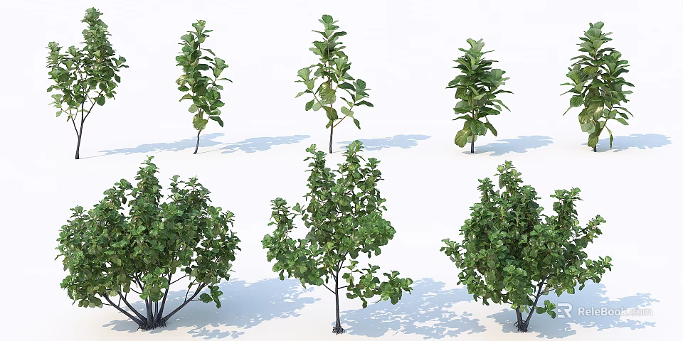Various Types of Arbor Trees With Green Leaves and Different Heights 3d model 