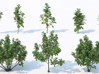 Various Types of Arbor Trees With Green Leaves and Different Heights 3d model