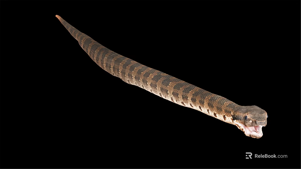 Isolated Long Brown And Black Striped Snake With Open Mouth On Black Background 3d model 